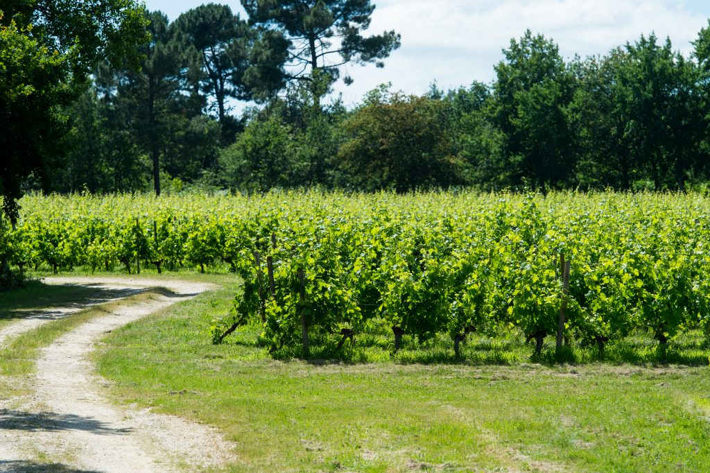 Promenade dans les vignes