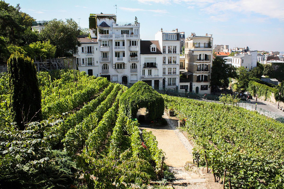 Vigne de Montmartre à Paris