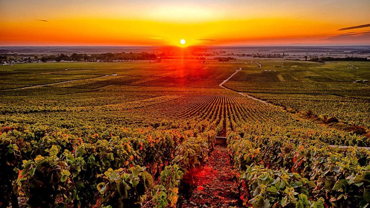 Vignoble avec coucher de soleil